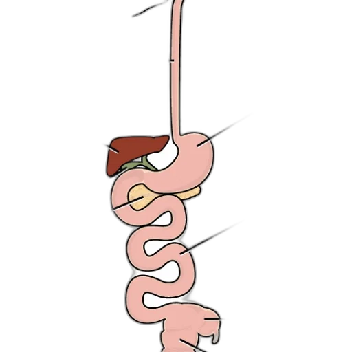staff, food, animal, weapon transparent PNG cut-out