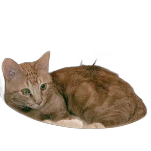 staff, animal, creature, crown transparent PNG cut-out