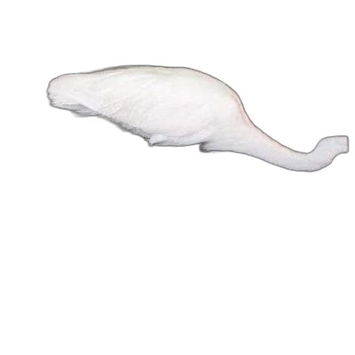 animal, creature, hat, hair transparent PNG cut-out