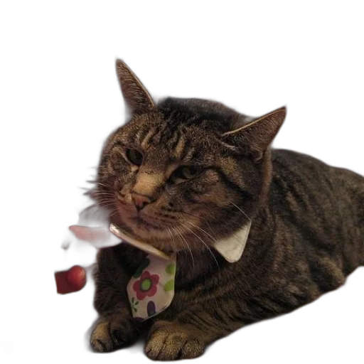 staff, animal, jewelry, creature transparent PNG cut-out