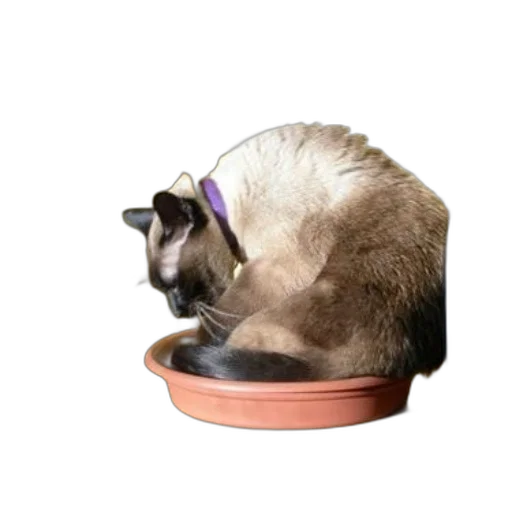 food, animal, hat, crown transparent PNG cut-out