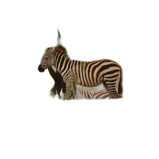 animal, creature, jewelry, staff transparent PNG cut-out