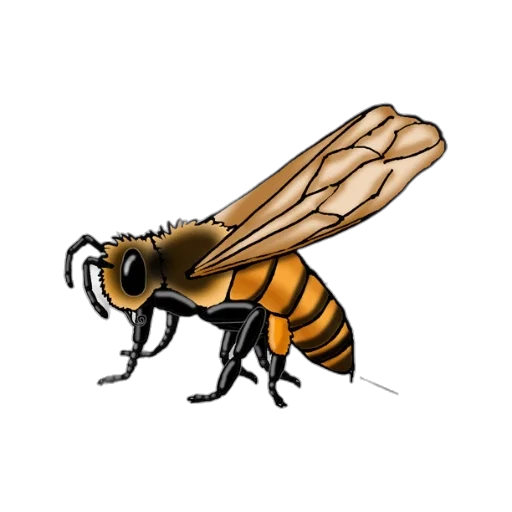 animal, creature, furniture, robot transparent PNG cut-out