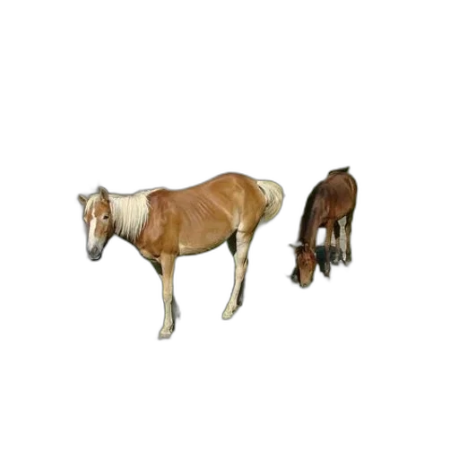 animal, furniture, jewelry, food transparent PNG cut-out