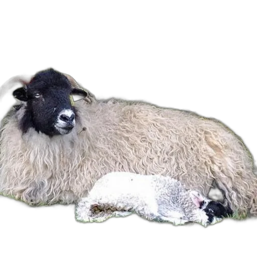 animal, hair, creature, food transparent PNG cut-out