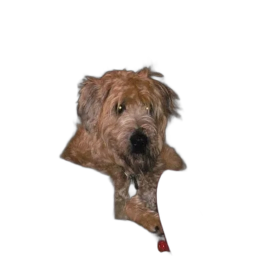 staff, animal, umbrella, creature transparent PNG cut-out