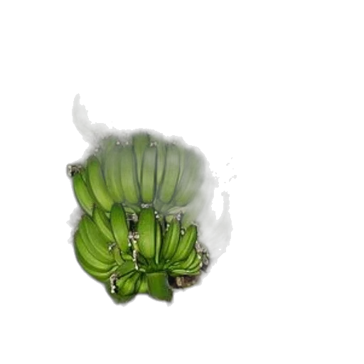 flower, food, hair, dragon transparent PNG cut-out