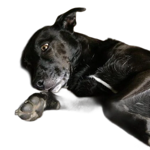 animal, photorealistic, black, dog transparent PNG cut-out