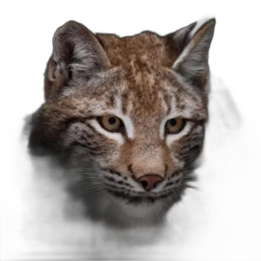 animal, creature, face, mask transparent PNG cut-out