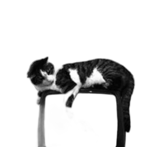 furniture, animal, staff, creature transparent PNG cut-out