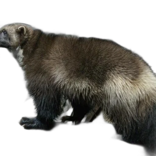 animal, creature, staff, hair transparent PNG cut-out