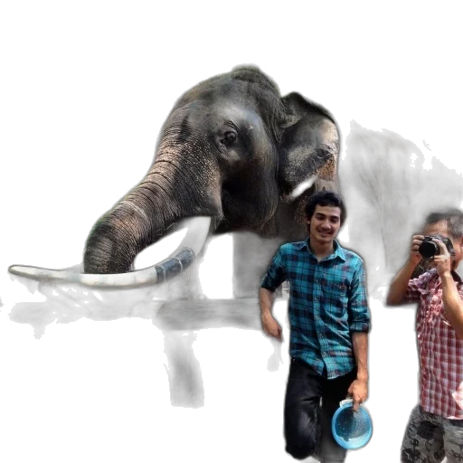 animal, staff, creature, photorealistic transparent PNG cut-out