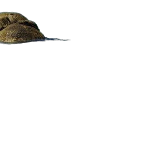 hat, animal, hair, creature transparent PNG cut-out