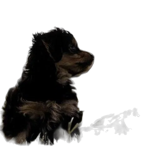 animal, creature, staff, photorealistic transparent PNG cut-out