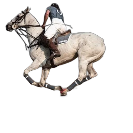animal, staff, hat, photorealistic transparent PNG cut-out