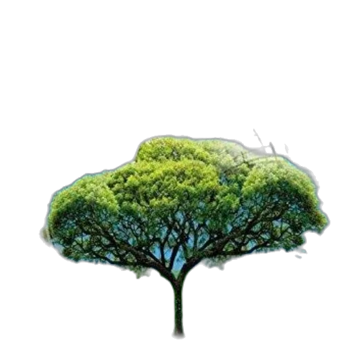 tree, crown, umbrella, staff transparent PNG cut-out