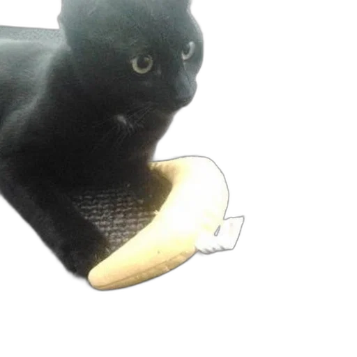 shoes, animal, creature, staff transparent PNG cut-out