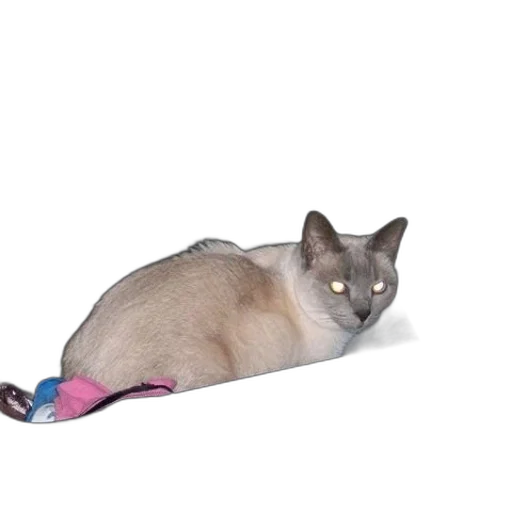 staff, shoes, animal, weapon transparent PNG cut-out
