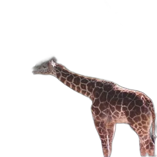 animal, creature, staff, hat transparent PNG cut-out