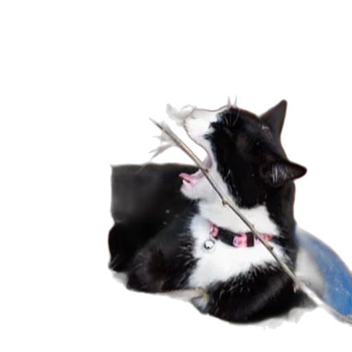 staff, weapon, animal, hat transparent PNG cut-out