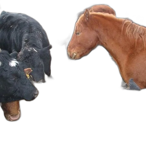 animal, photorealistic, 3d render, horse transparent PNG cut-out