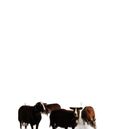 animal, staff, hair, furniture transparent PNG cut-out
