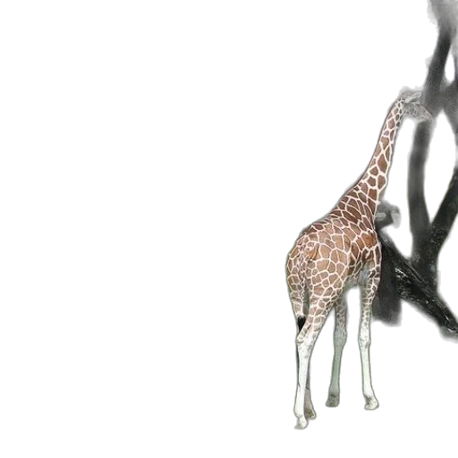 animal, creature, jewelry, staff transparent PNG cut-out