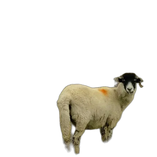 animal, creature, hair, food transparent PNG cut-out