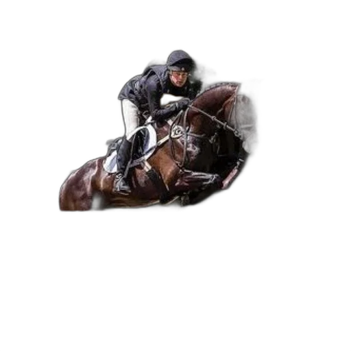 animal, rider, chestnut, horse transparent PNG cut-out