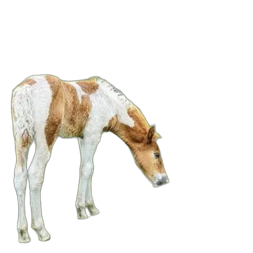 animal, creature, weapon, staff transparent PNG cut-out