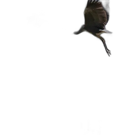 animal, creature, dragon, hair transparent PNG cut-out