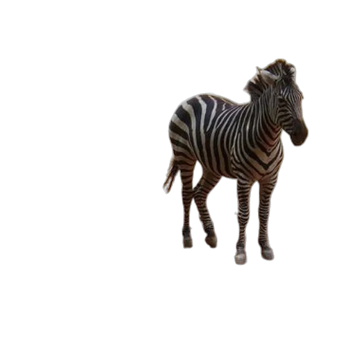 animal, creature, furniture, staff transparent PNG cut-out