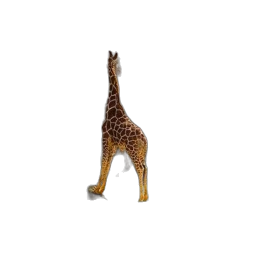 animal, creature, staff, furniture transparent PNG cut-out