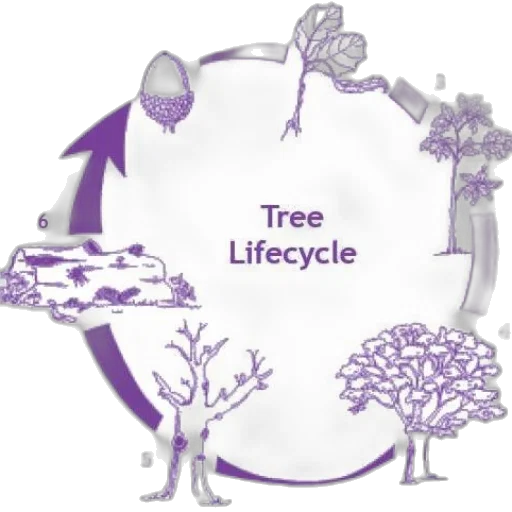 tree, concept art, illustration, lifecycle transparent PNG cut-out