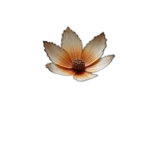 flower, crown, jewelry, hair transparent PNG cut-out