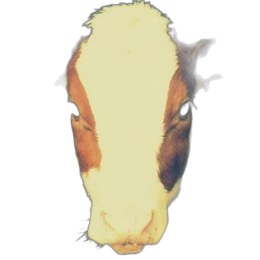 animal, face, mask, creature transparent PNG cut-out