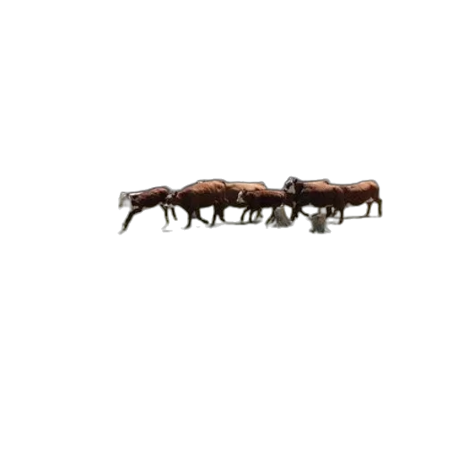 animal, furniture, jewelry, staff transparent PNG cut-out