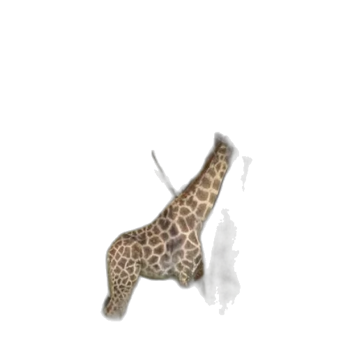 animal, creature, staff, shoes transparent PNG cut-out