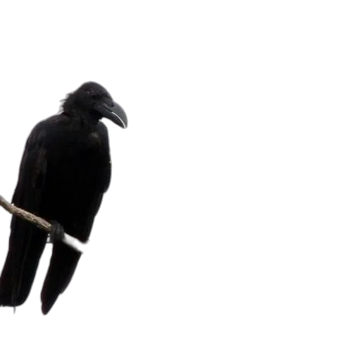 staff, umbrella, animal, sword transparent PNG cut-out