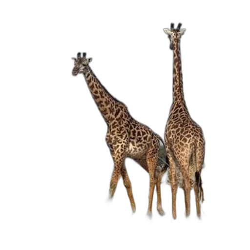 animal, creature, crown, jewelry transparent PNG cut-out