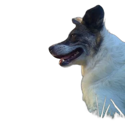 animal, creature, staff, face transparent PNG cut-out
