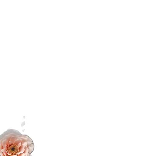 flower, dress, bottle, jewelry transparent PNG cut-out