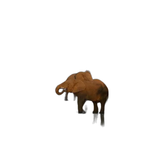animal, creature, furniture, hat transparent PNG cut-out
