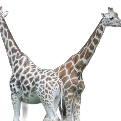animal, creature, weapon, staff transparent PNG cut-out