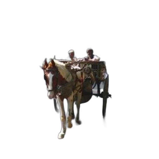 staff, hat, crown, animal transparent PNG cut-out