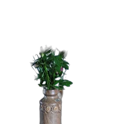 bottle, staff, flower, crown transparent PNG cut-out