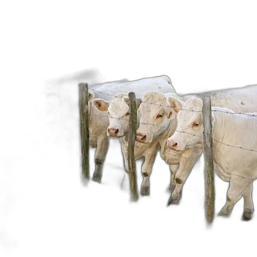 furniture, animal, food, mask transparent PNG cut-out