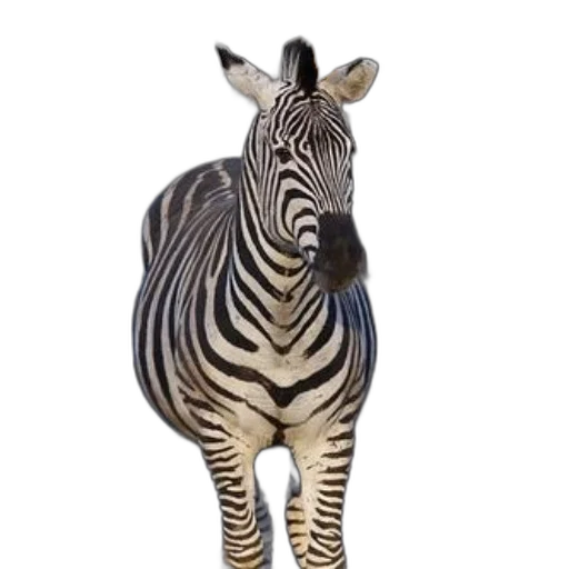 animal, creature, staff, jewelry transparent PNG cut-out