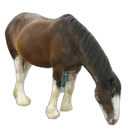 animal, creature, staff, jewelry transparent PNG cut-out