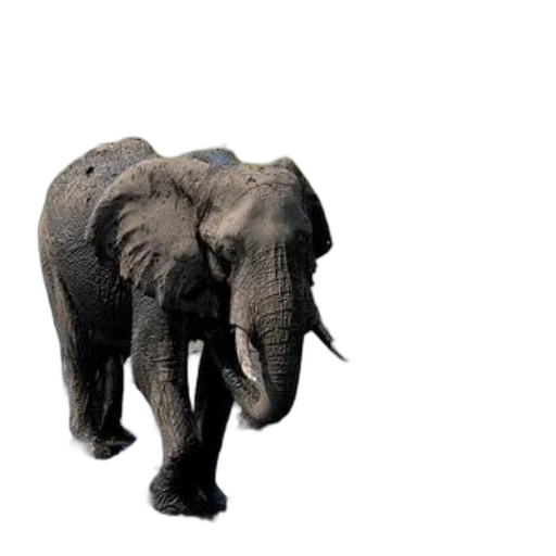 animal, creature, weapon, staff transparent PNG cut-out